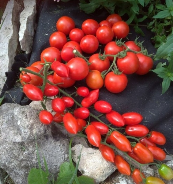 5 секретов вкуснейших томатов